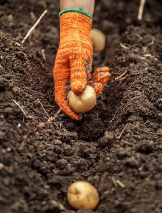 httpselements.envato.comhands-harvesting-fresh-organic-potatoes-from-soil-VTDJFPD.jpg