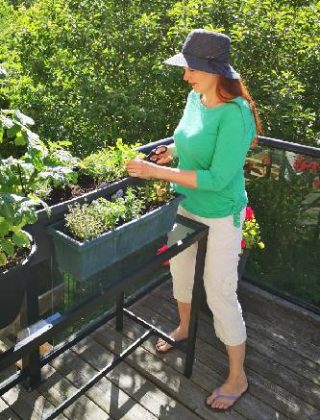 httpselements.envato.comwoman-cutting-fresh-herbs-from-balcony-garden-sust-76WGPDH.jpg
